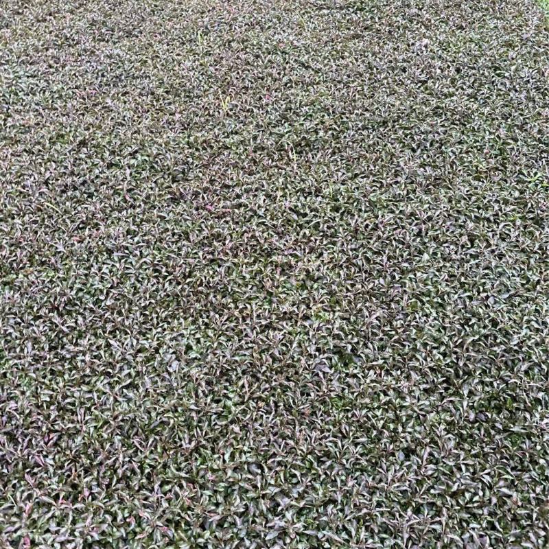 精品五色草优质五色草自产自销