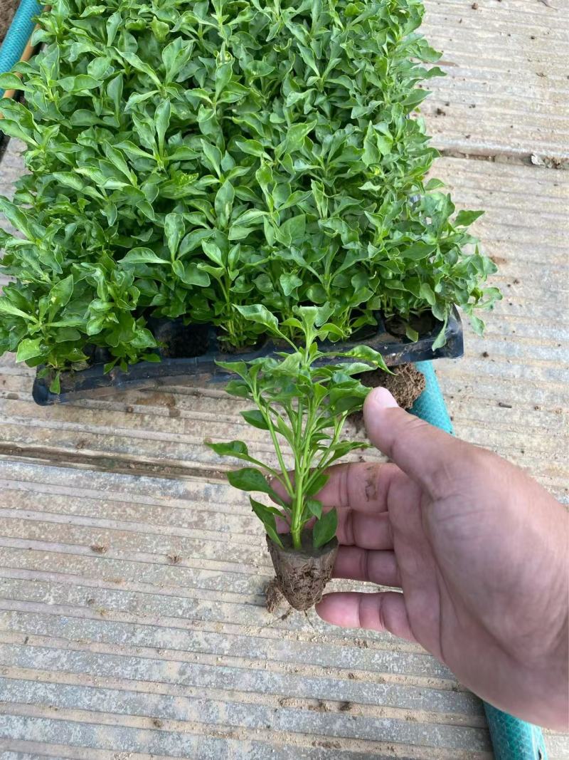 精品五色草优质五色草自产自销