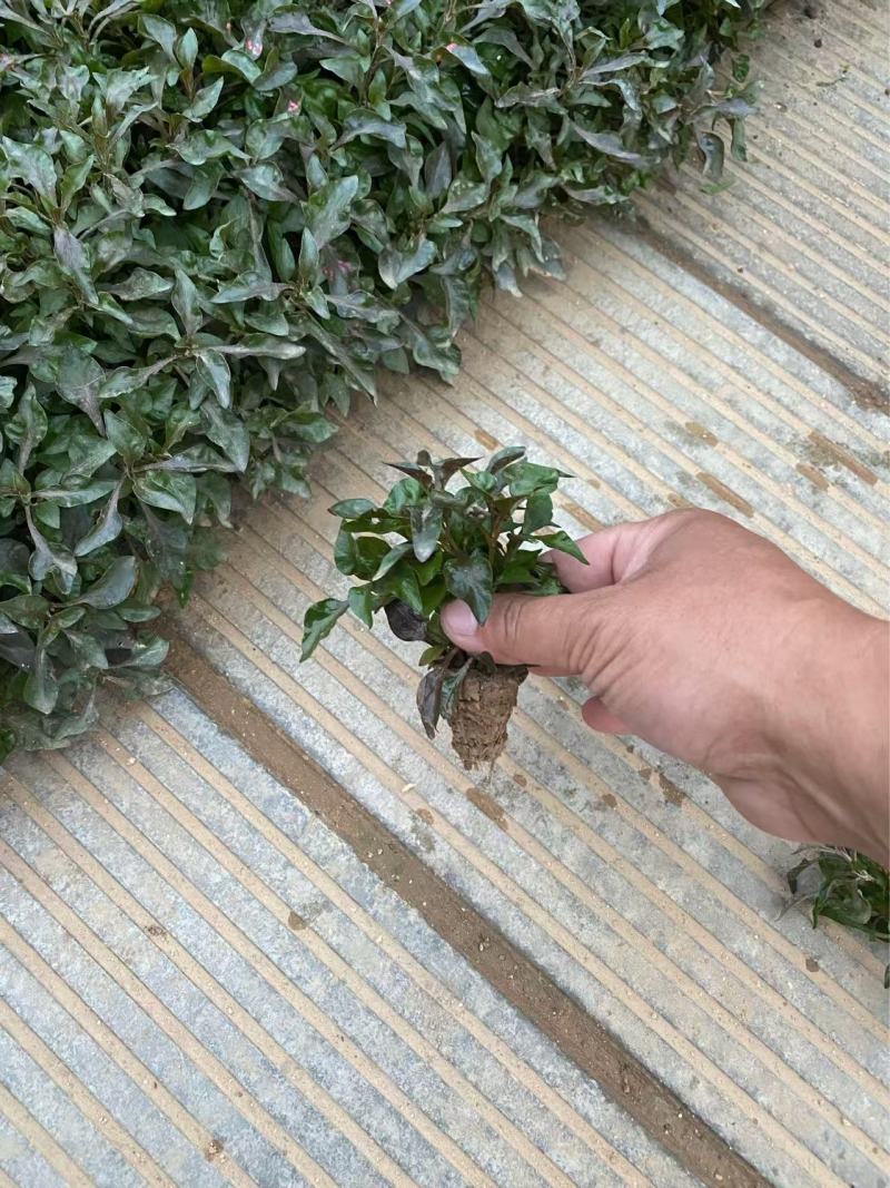 精品五色草优质五色草自产自销