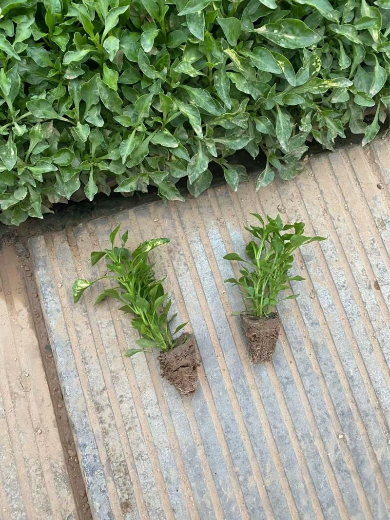 精品五色草优质五色草自产自销