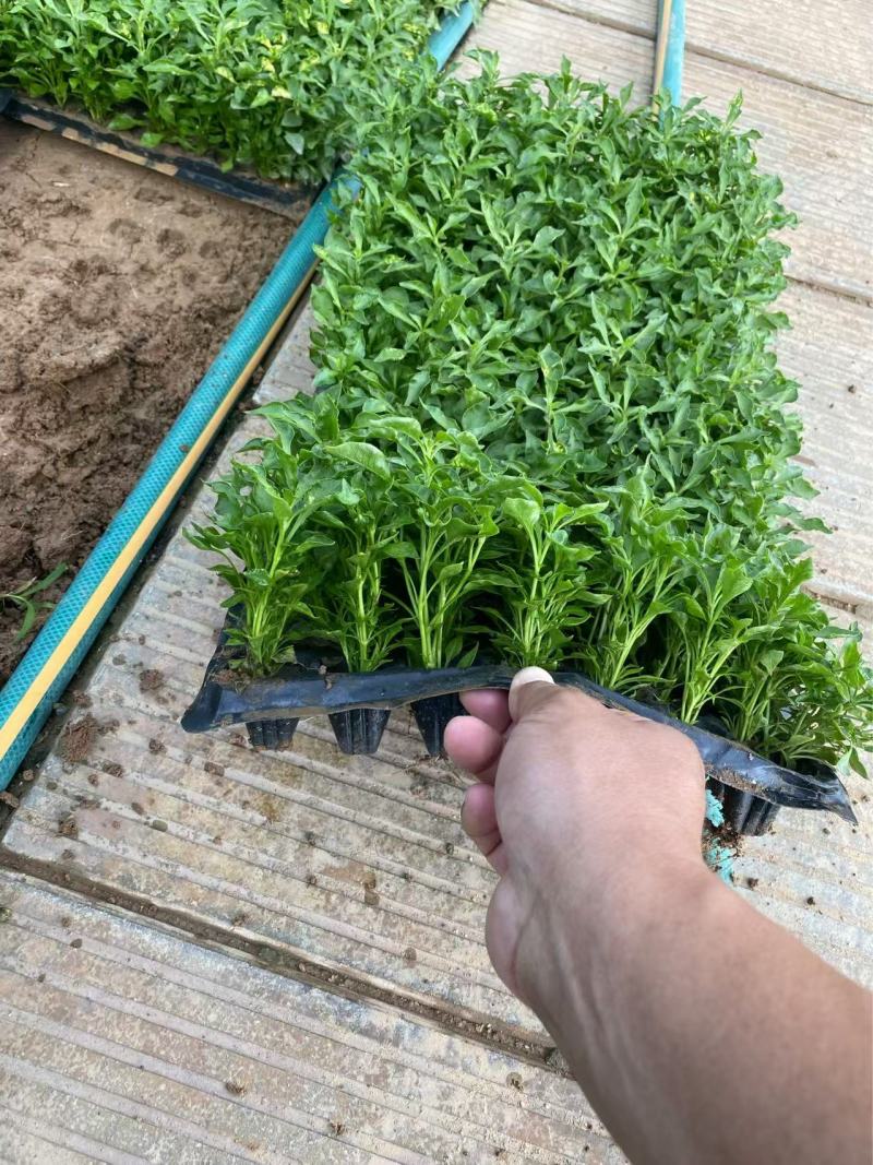 精品五色草优质五色草自产自销