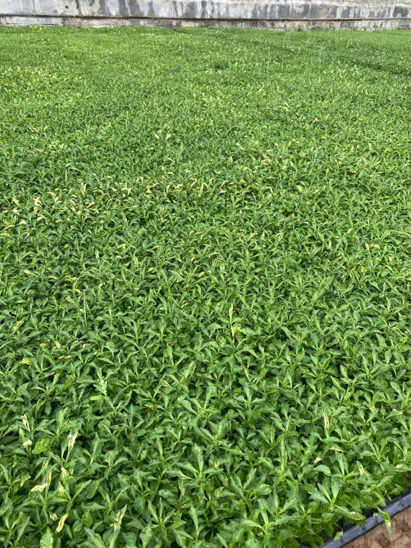 精品五色草优质五色草自产自销