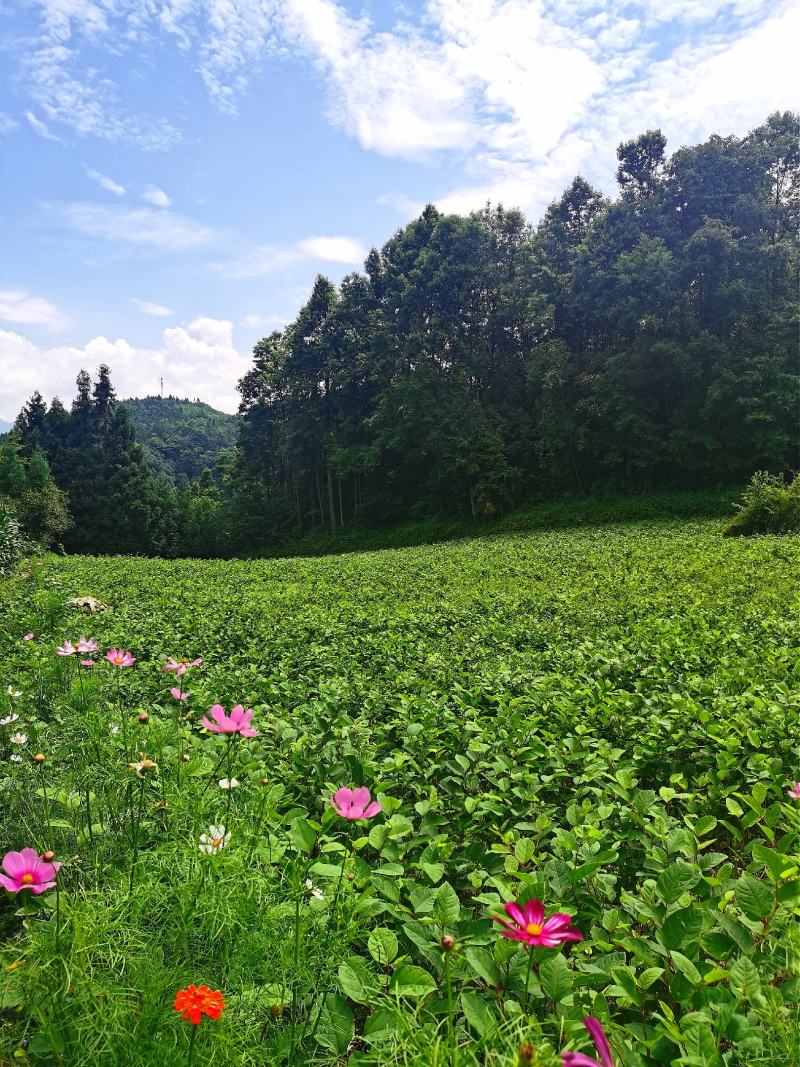 虎杖
