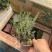 精品百里香优质百里香自产自销百里香种植