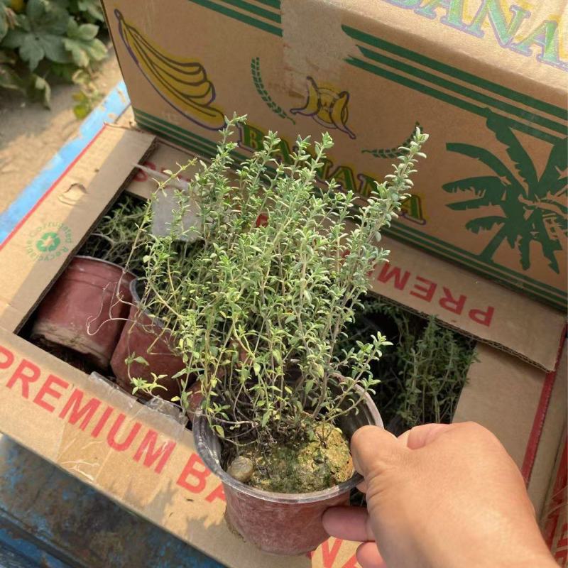 精品百里香优质百里香自产自销百里香种植