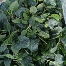 大棚趴地菠菜，中小颗，质量保证，货源充足，欢迎采购。