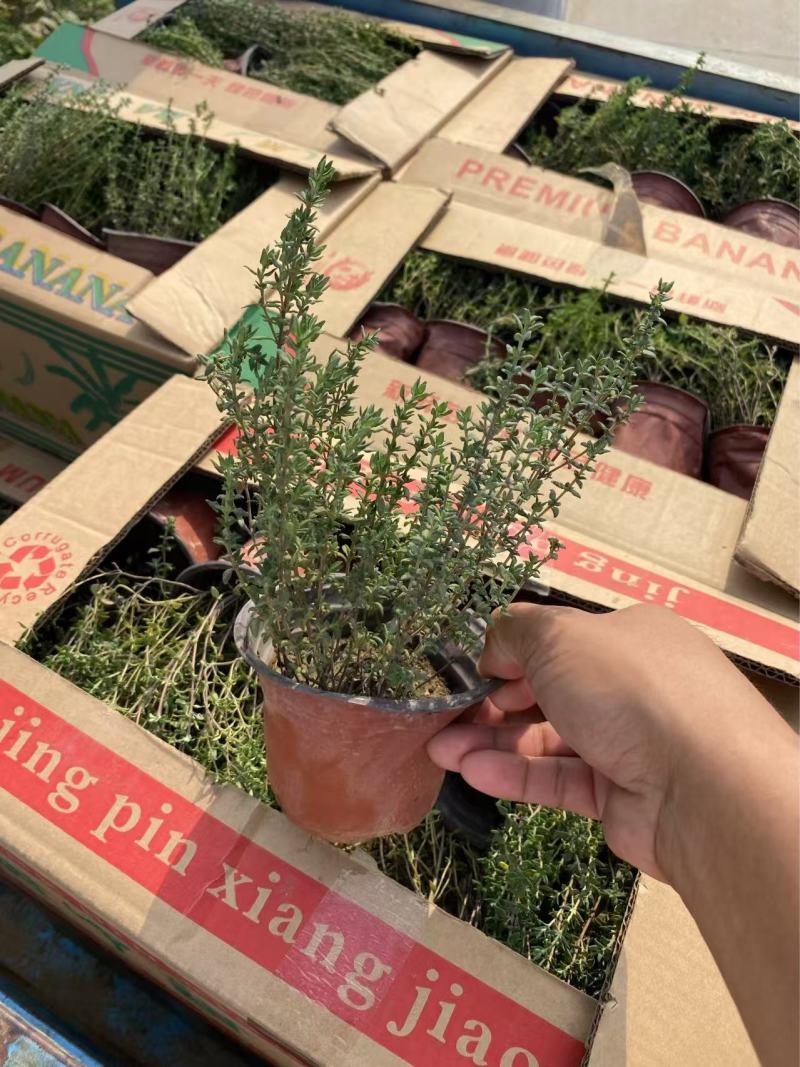 精品百里香优质百里香自产自销百里香种植