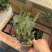 精品百里香优质百里香自产自销百里香种植