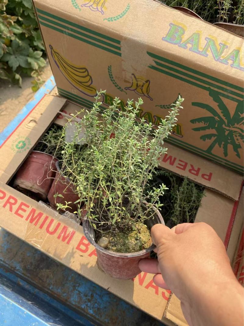 精品百里香优质百里香自产自销百里香种植