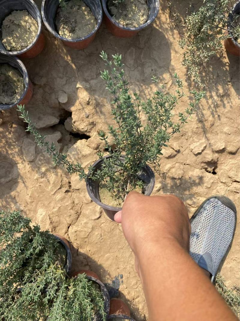 精品百里香优质百里香自产自销百里香种植