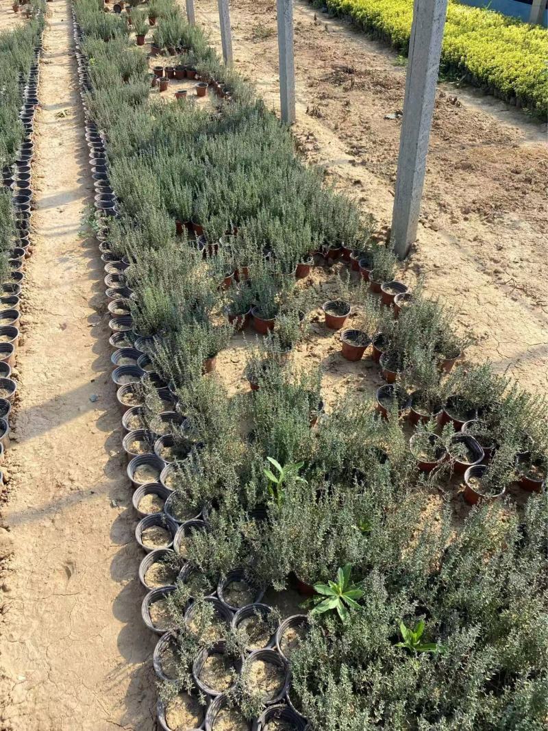 精品百里香优质百里香自产自销百里香种植
