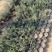 精品百里香优质百里香自产自销百里香种植
