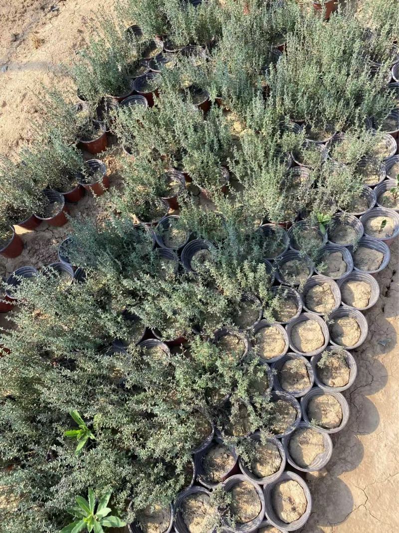 精品百里香优质百里香自产自销百里香种植