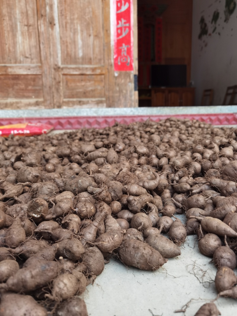 三叶青鲜果颜色漂亮，大少均匀。