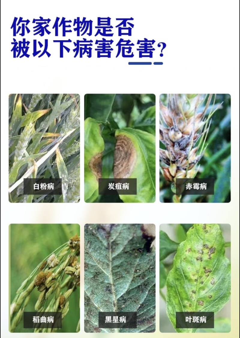 建农30%肟菌·戊唑醇水稻稻曲病农药杀菌剂