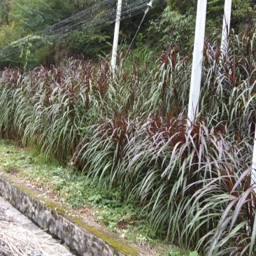 巴西红象草耐寒耐旱多年生牧草种节商品包邮