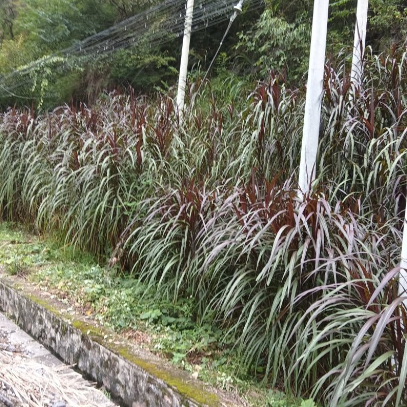 巴西红象草耐寒耐旱多年生牧草种节商品包邮