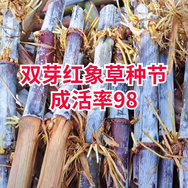巴西红象草耐寒耐旱多年生牧草种节商品包邮