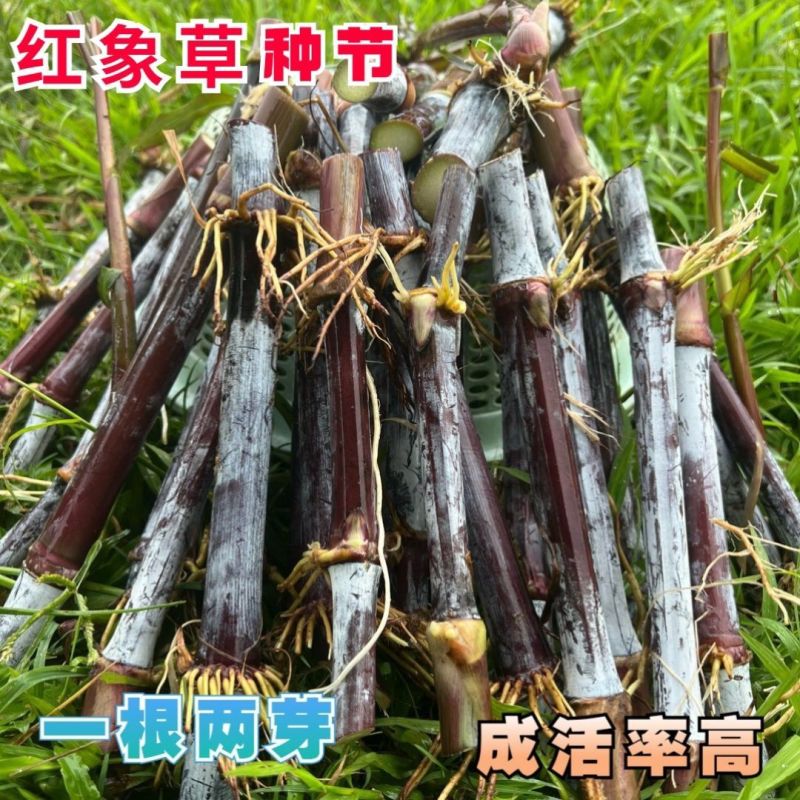 巴西红象草耐寒耐旱多年生牧草种节商品包邮