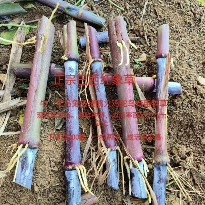 巴西红象草耐寒耐旱多年生牧草种节商品包邮