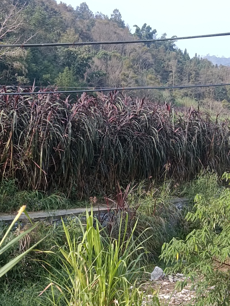 巴西红象草耐寒耐旱多年生牧草种节商品包邮