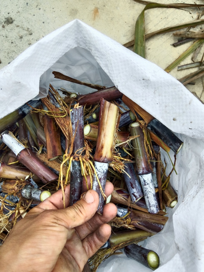 巴西红象草耐寒耐旱多年生牧草种节商品包邮