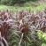 巴西红象草耐寒耐旱多年生牧草种节商品包邮