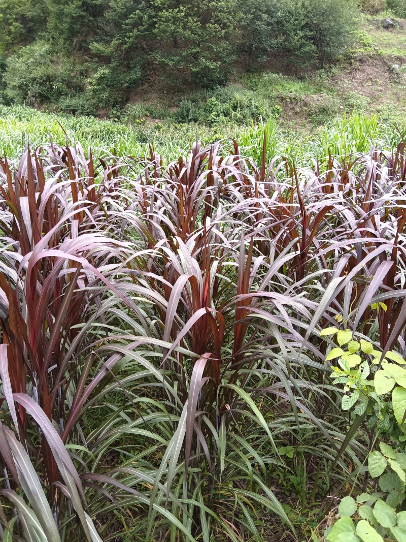 巴西红象草耐寒耐旱多年生牧草种节商品包邮