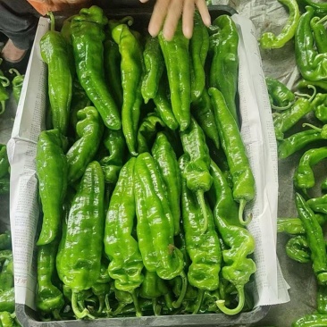 301、大泡椒、大辣椒