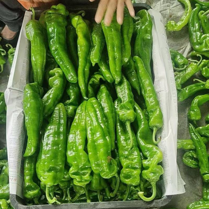 301、大泡椒、大辣椒