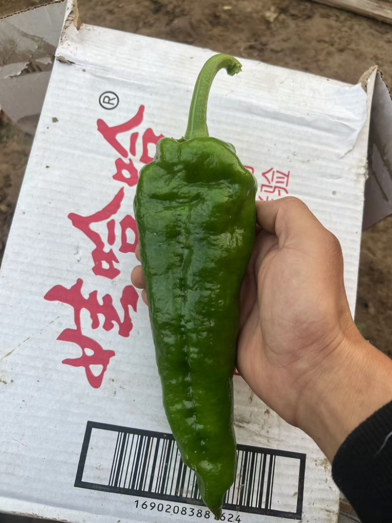 301、大泡椒、大辣椒