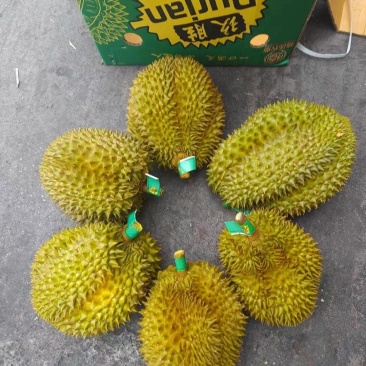 榴莲