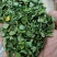 辣木叶产地批发辣木叶一件代发辣木叶大货批发