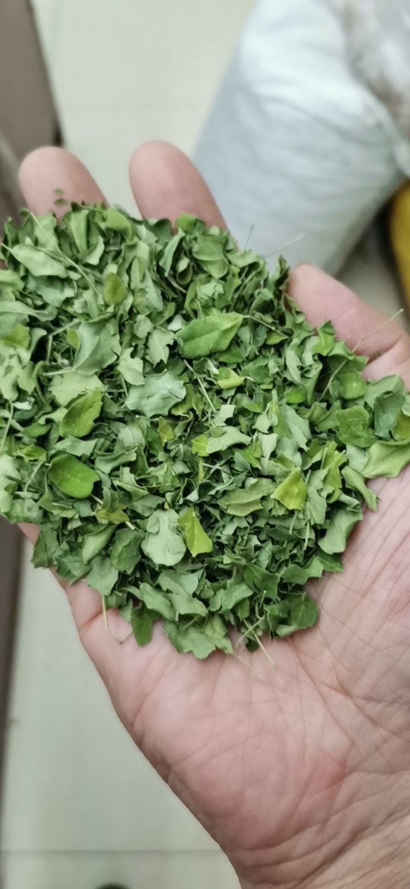 辣木叶产地批发辣木叶一件代发辣木叶大货批发
