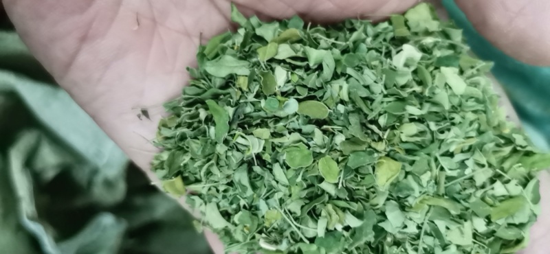 辣木叶产地批发辣木叶一件代发辣木叶大货批发