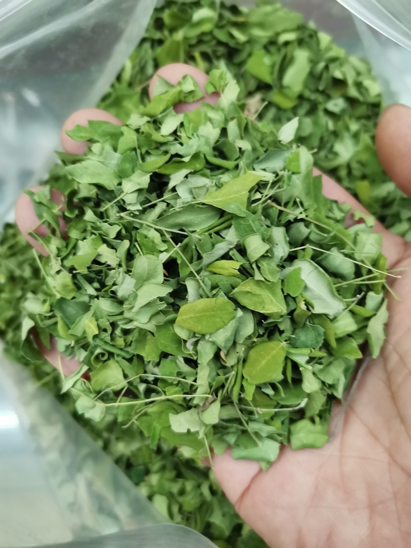 辣木叶产地批发辣木叶一件代发辣木叶大货批发