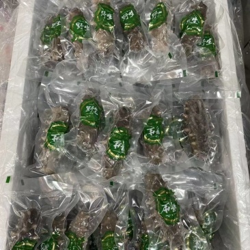 鲜食海参