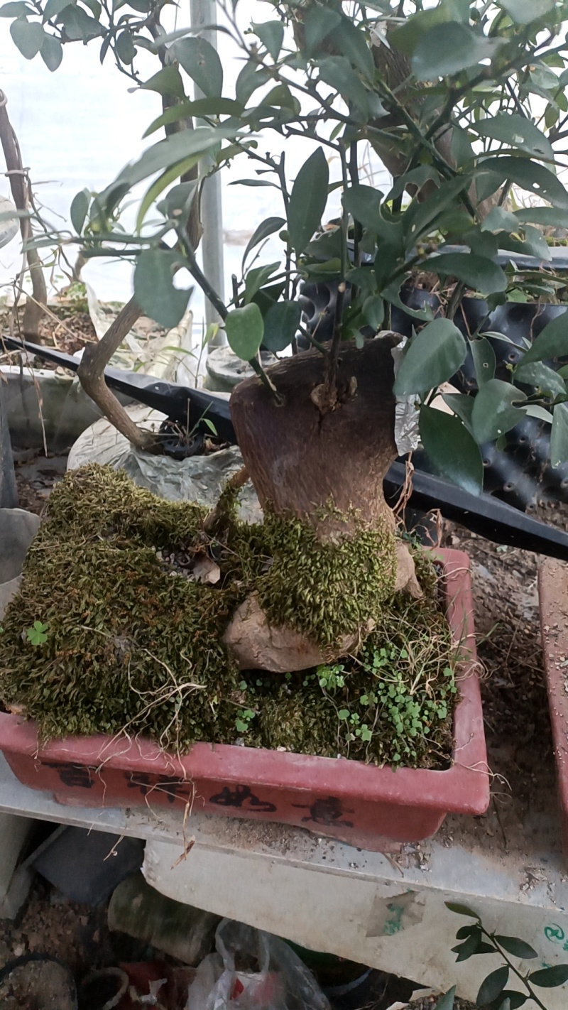 金豆盆景3年熟桩，，，，，，，，，，，，，，