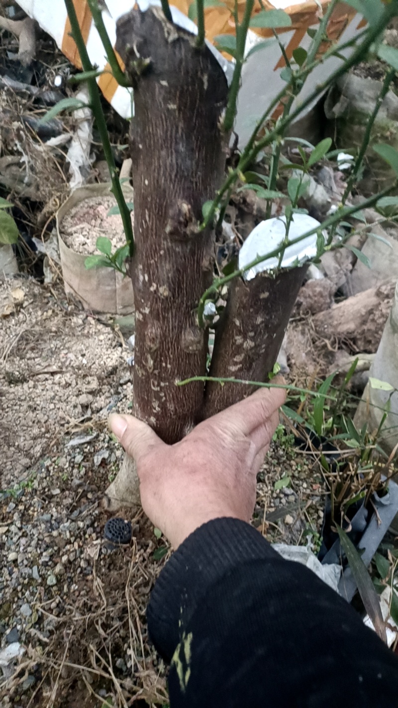 金豆盆景3年熟桩，，，，，，，，，，，，，，