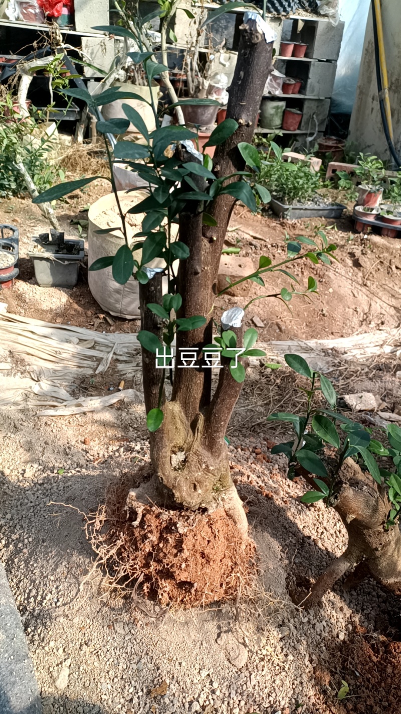 金豆盆景3年熟桩，，，，，，，，，，，，，，