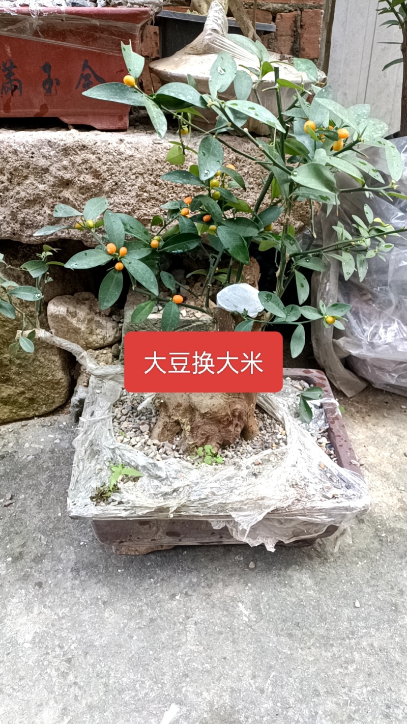 金豆盆景3年熟桩，，，，，，，，，，，，，，