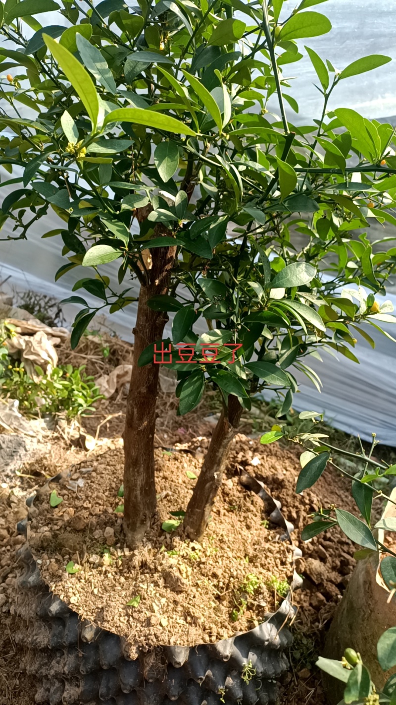 金豆盆景3年熟桩，，，，，，，，，，，，，，