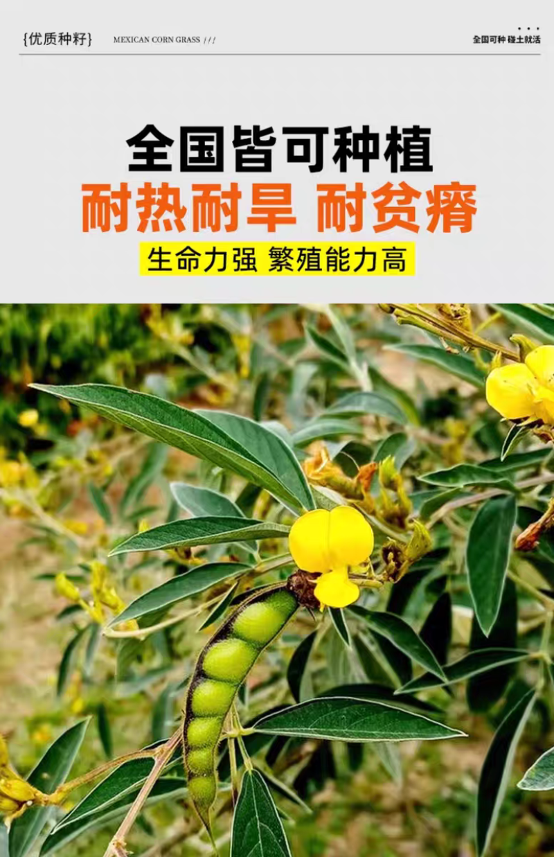 木豆厂家货源批发价格全国发货价格便宜欢迎下单咨询