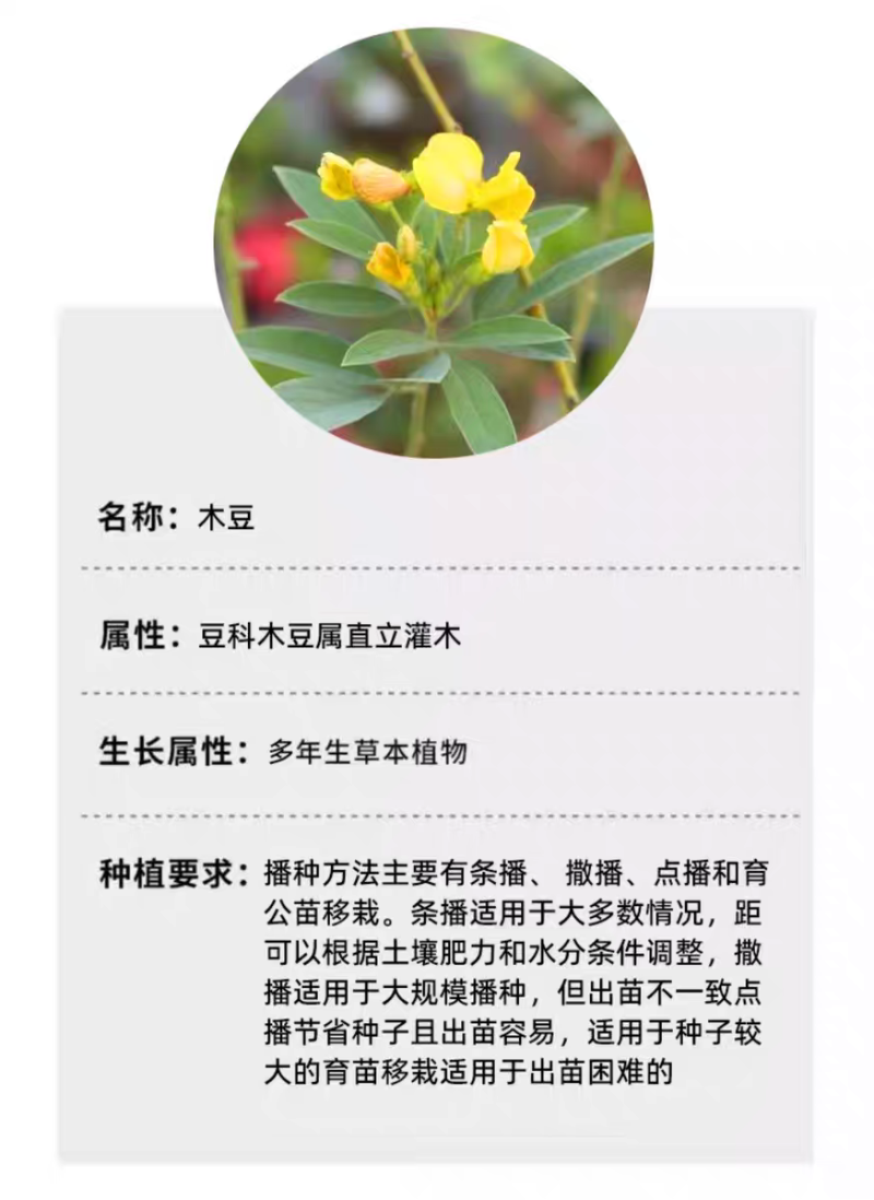 木豆厂家货源批发价格全国发货价格便宜欢迎下单咨询