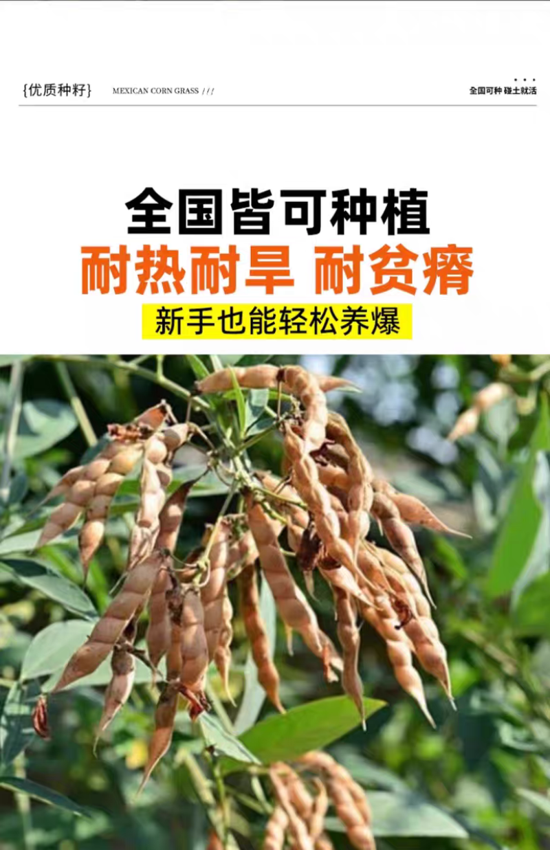 木豆厂家货源批发价格全国发货价格便宜欢迎下单咨询