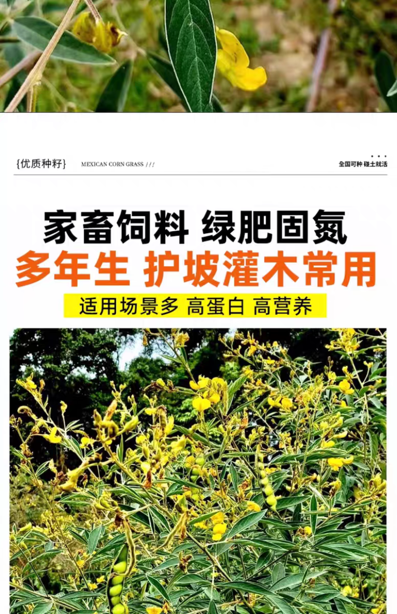 木豆厂家货源批发价格全国发货价格便宜欢迎下单咨询