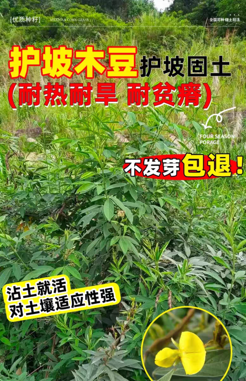 木豆厂家货源批发价格全国发货价格便宜欢迎下单咨询