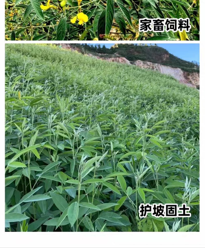 木豆厂家货源批发价格全国发货价格便宜欢迎下单咨询