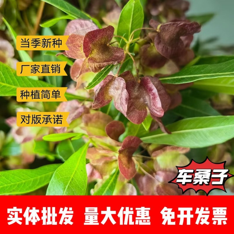车桑子厂家货源批发价格全国发货价格便宜欢迎下单咨询一下