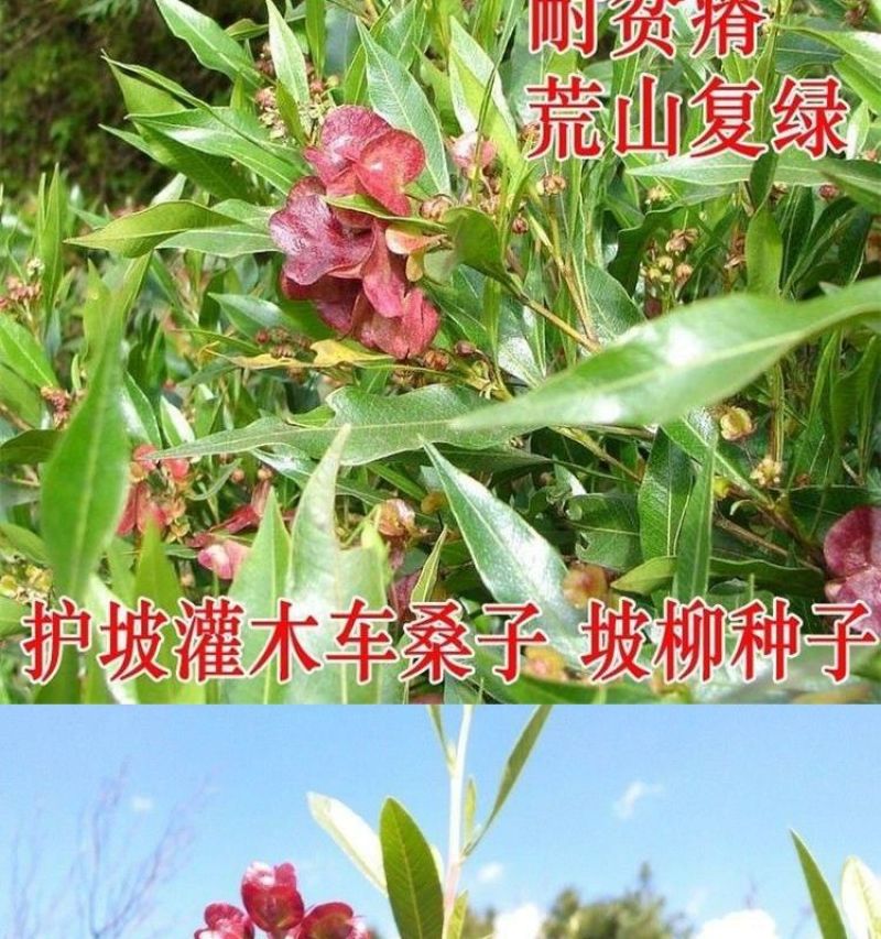 车桑子厂家货源批发价格全国发货价格便宜欢迎下单咨询一下